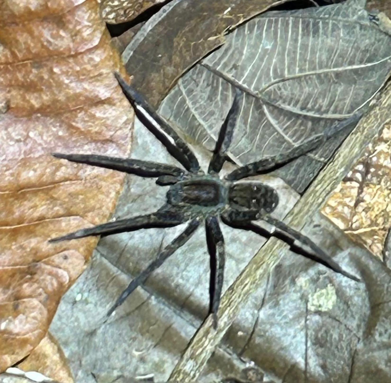 Cabanas Eco Logicas Mu'Ue Loreto Mocagua 外观 照片